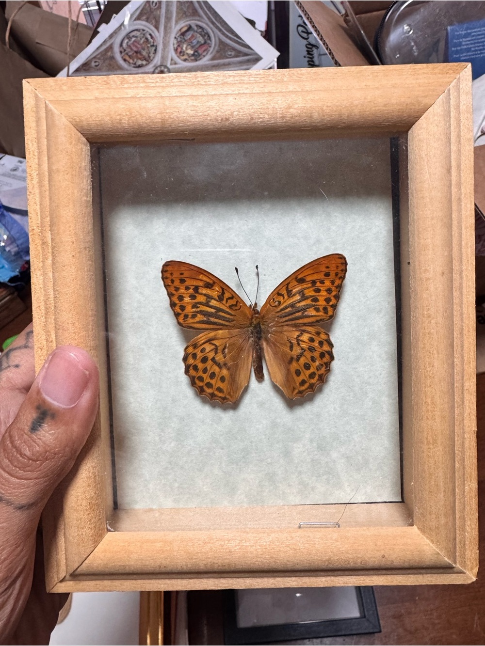 Framed Preserved Orange Butterfly Wall Art by